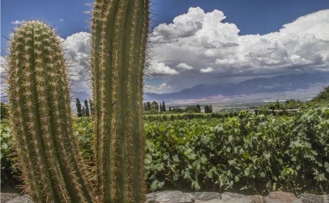 Bodega Domingo Molina, Cafayate.