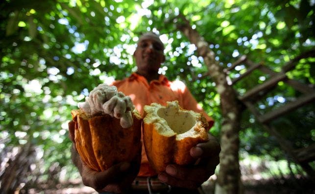 Brasil trata de posicionarse en el mercado de cacao premiu. Foto EFE.
