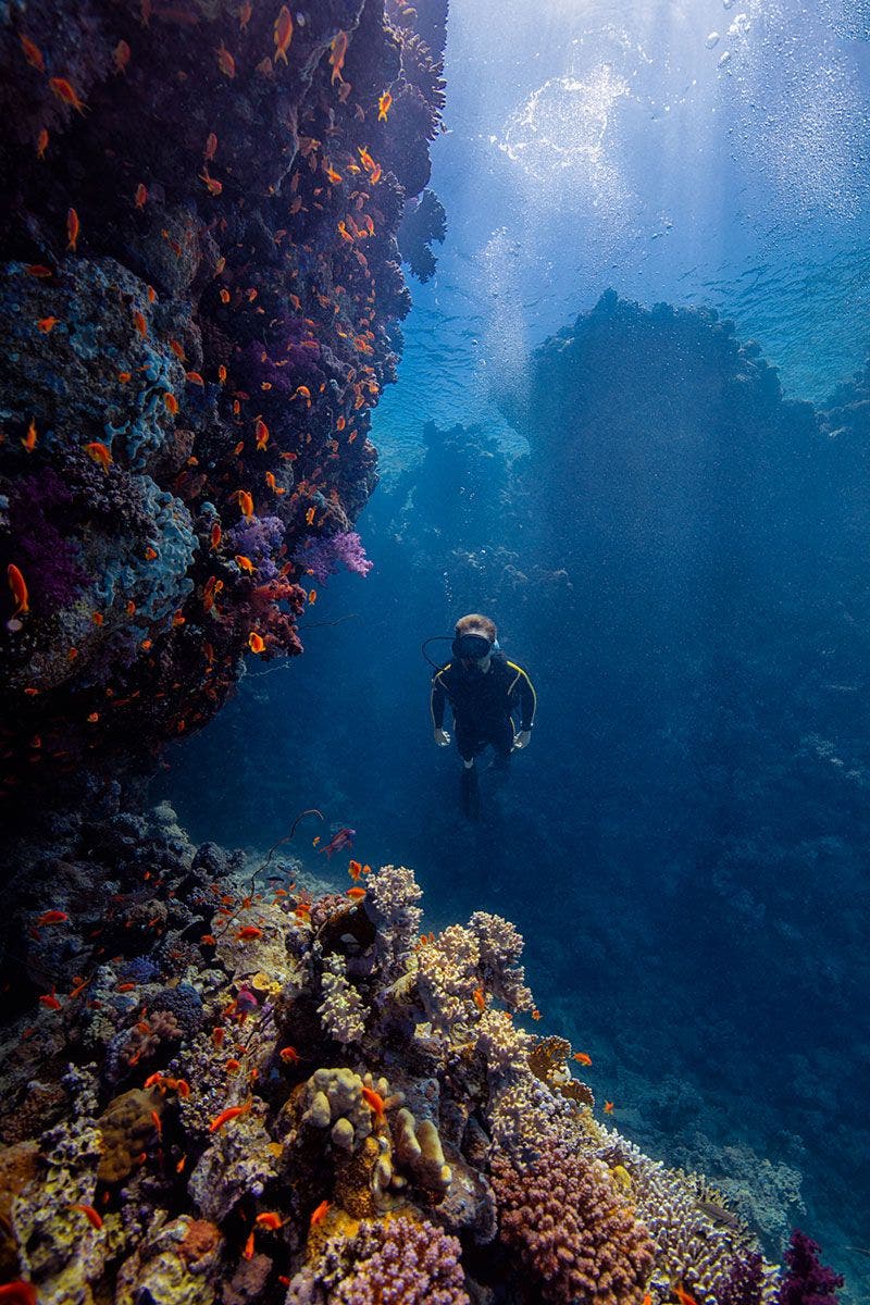 Buceo en el Mar Rojo. Foto The Red Sea Project.