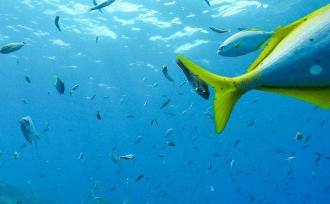 Buceo Juan FernÃ¡ndez. Foto Turismo de Chile.