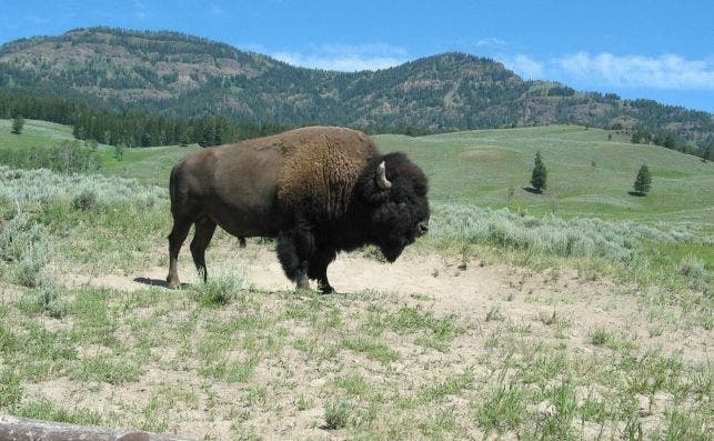 Buffalo Bison Yellowstone National Park