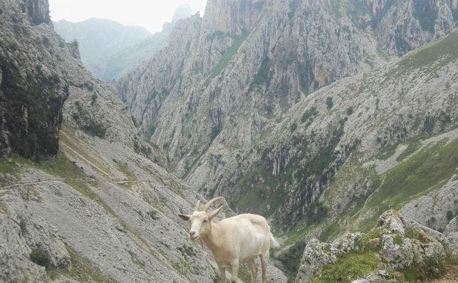 Cada vez hay menos cabras y ovejas en Picos de Europa. Grandes Productos.