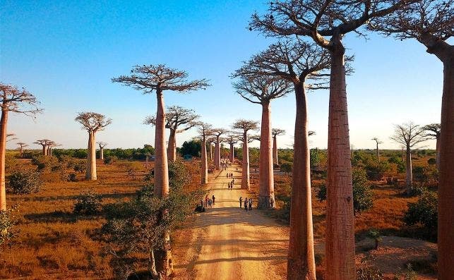 Camino de baobabs, Madagascar.