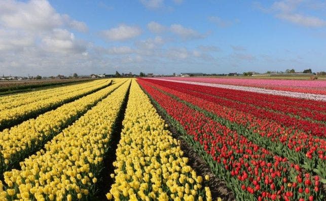 campos tulipanes Foto Tulip Festival