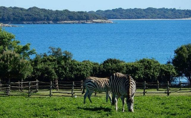 carwiz national park brijuni croatia safari