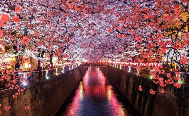 Cerezos en flor en Matsuno. Foto Sora Sagano Unsplash