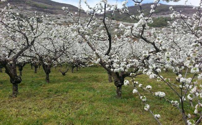 Cerezos en flor, valle del Jerte. Foto Pixabay