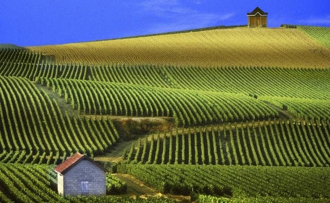 Los ondulados paisajes de Champagne despliegan los viÃ±edos que elaboran el espumoso mÃ¡s famoso.