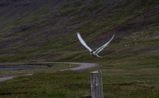 Un charrÃ¡n Ã¡rtico protege sus nidos, en Islandia. / Paula Arandia