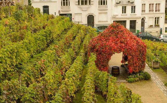 ViÃ±as de Clos de Montmartre, la bodega pionera de ParÃ­s. Foto: Son of Groucho-Flickr.