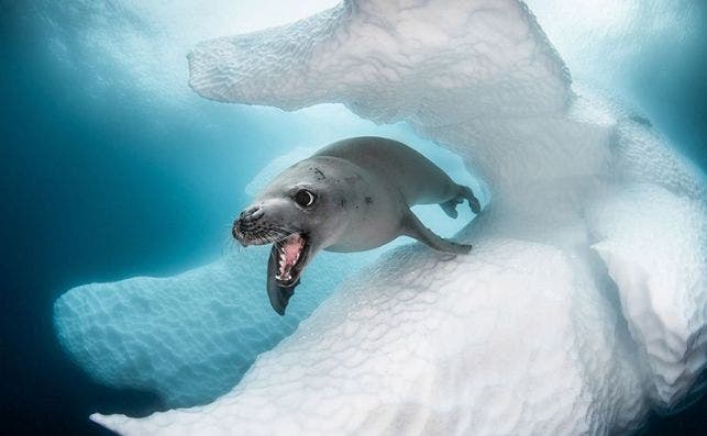 Cold Water1 GREG LECOEUR CRABEATER SEAL copy