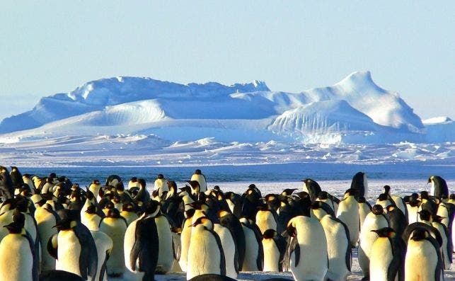 Colonia de pinguinos emperador