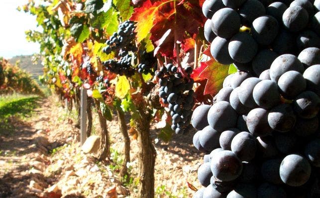 Con las mejores uvas Lambrusco se elabora el maÌs famoso vino espumoso de Italia