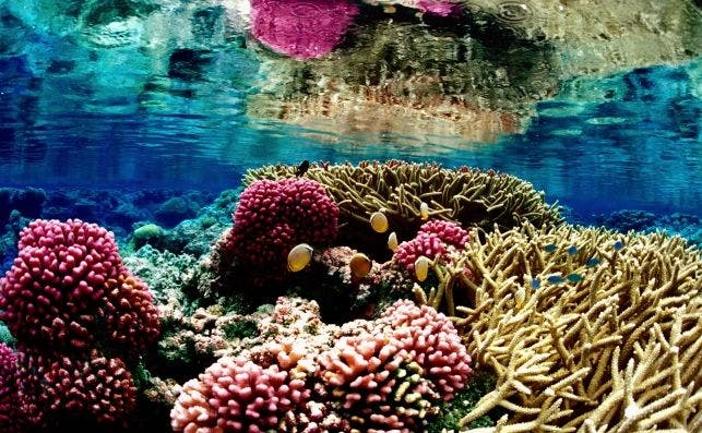 Los corales son uno de los pilares de la vida en los ocÃ©anos. 