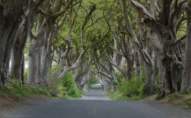 Dark Hedges near Armoy, Co Antrim ()