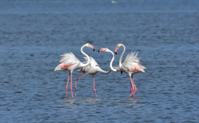 Delta del Ebre. Foto: Santiago Lacarta