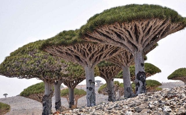 Dragon's Blood Tree, Socotra Island (13510116894)