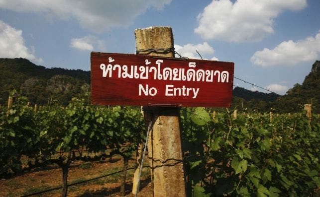 El cultivo de la uva es cada vez maÌs popular en Tailandia. Foto: Manena Munar.