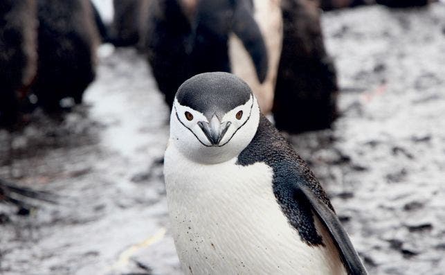 En 2020 se cumple el bicentenario del descubrimiento de La AntaÌrtida. Foto Eamonn Maguire Unsplash