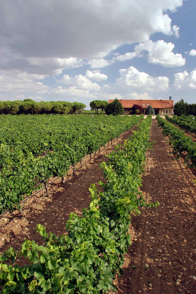 Finca. Foto Bodega Alta Pavina