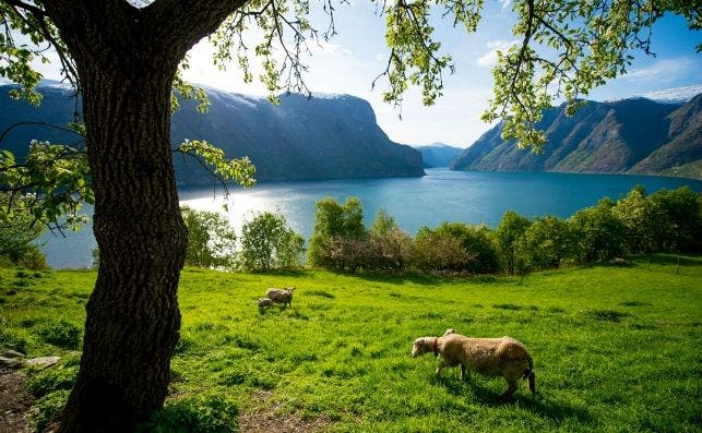 FjordNorge Sverre HjÃ¸rnevik Aurland