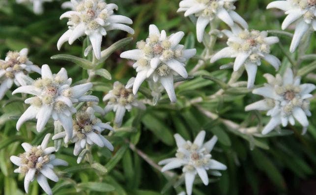 Flores Edelweiss en Zermatt, Suiza. Foto Pixabay