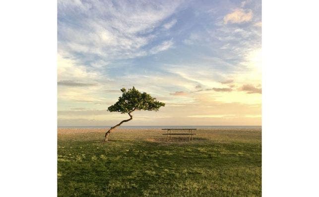 'Árbol solitario', foto de Chuyang Baideme-Ippawards