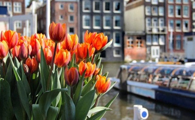 Foto Tulip Festival