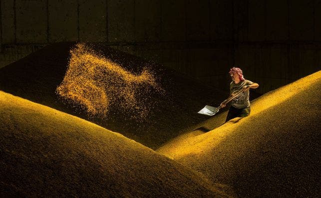 'Gold of farmer' by @fdilekuyar (Turkey)