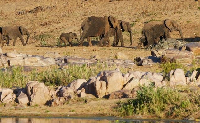 Grupo de elefantes en fila india