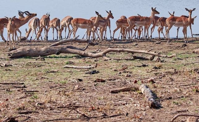 Grupo de impalas en vlei