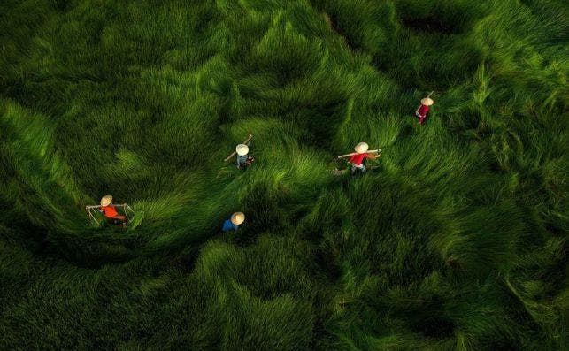 'Harvesting' by @huybank (Vietnam)