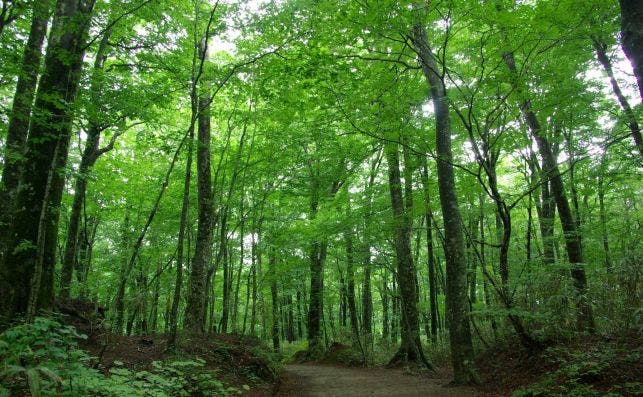 Hayedo de Shirakami Sanchi, en Aomori. Foto @JNTO.