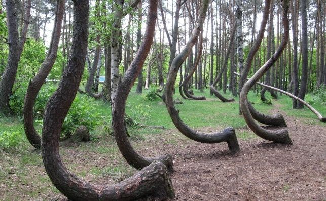 Hoia Forest
