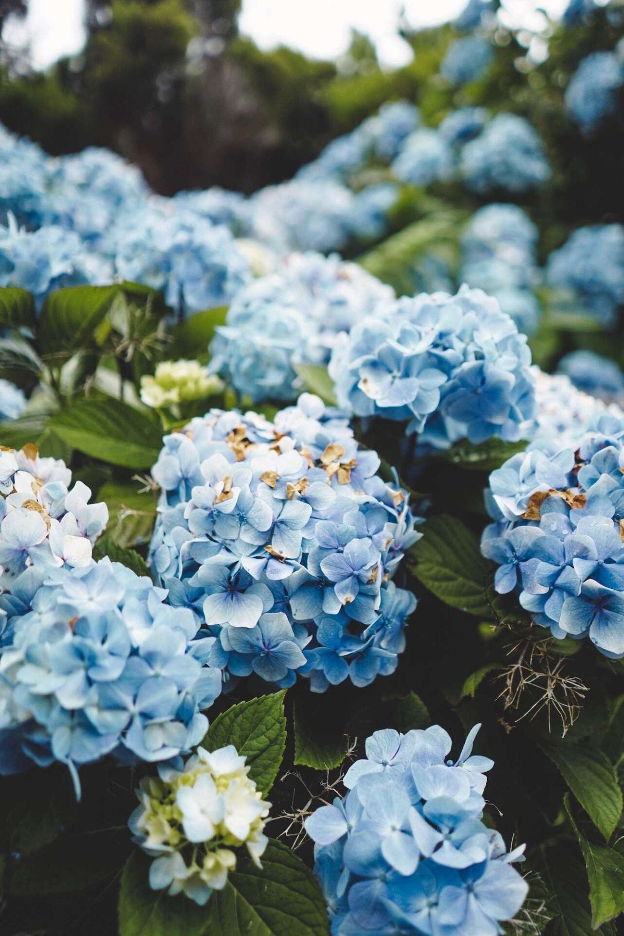 Hortensias en Faial. Foto Vera Gorbunova Unsplash