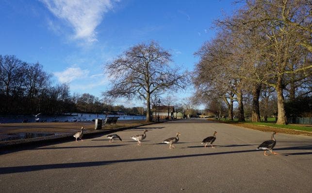 Hyde Park. Foto: Gwen Ong | Unsplash.