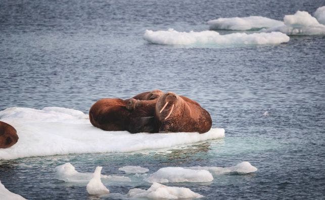 Ice Cruising. Silversea.