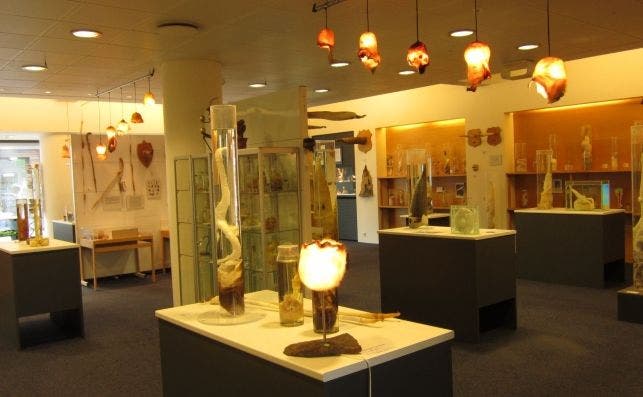 Icelandic Phallological Museum, ReykjavÃ­k