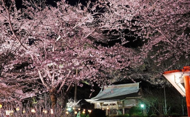 IluminacioÌn de los cerezos. Foto Turismo de Nikko.