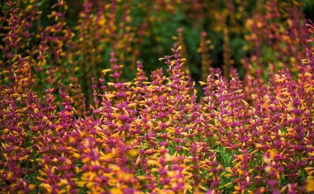 JardÃ­n BotÃ¡nico de Montreal, CanadÃ¡.