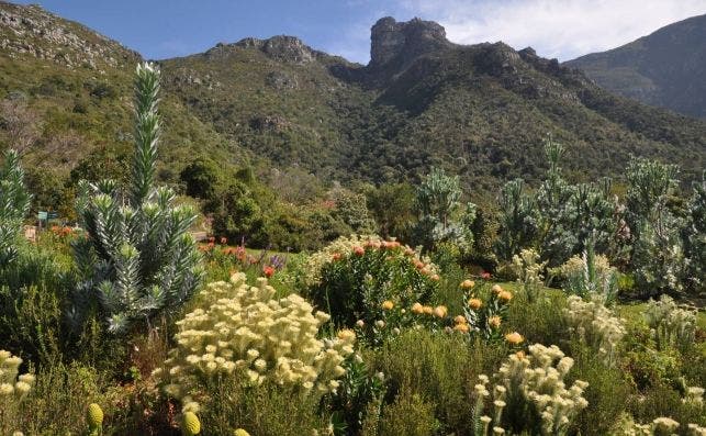JardÃ­n BotÃ¡nico Kirstenbosch, Ciudad del Cabo.