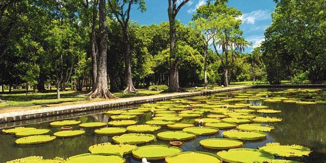 JardÃ­n BotÃ¡nico Pamplemousses