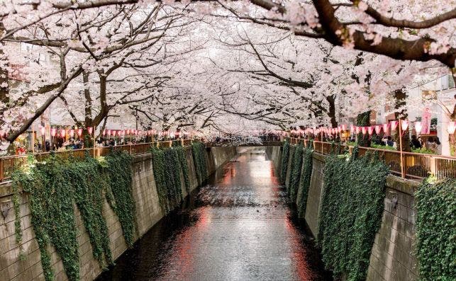 Paseo sobre el rÃ­o Meguro, Tokio. Foto Jenna Neal | Unsplash.