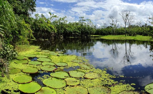 Reserva Pacaya Samiria, Loreto Â© Jungle Experiences