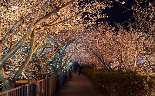 kawazuzakura Â©JNTO