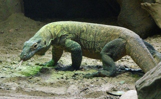 komodo dragon 590552 960 720