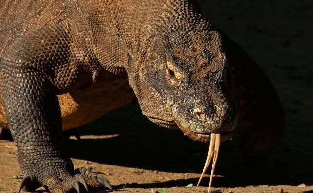 Komodo dragon (Varanus komodoensis)