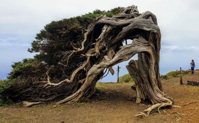 La gran sabina rastrera de La Dehesa es un icono de El Hierro. Foto: MarÃ­a Avelina GarcÃ­a.