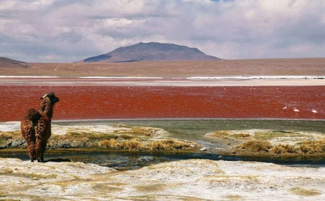 La Laguna Colorada. Foto Mariana Proenca Unsplash