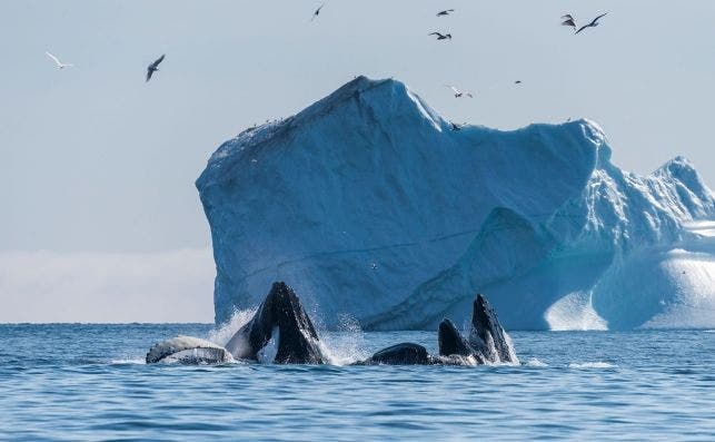 Las experiencias bordo incluyen el avistamiento de ballenas. Hurtigruten.